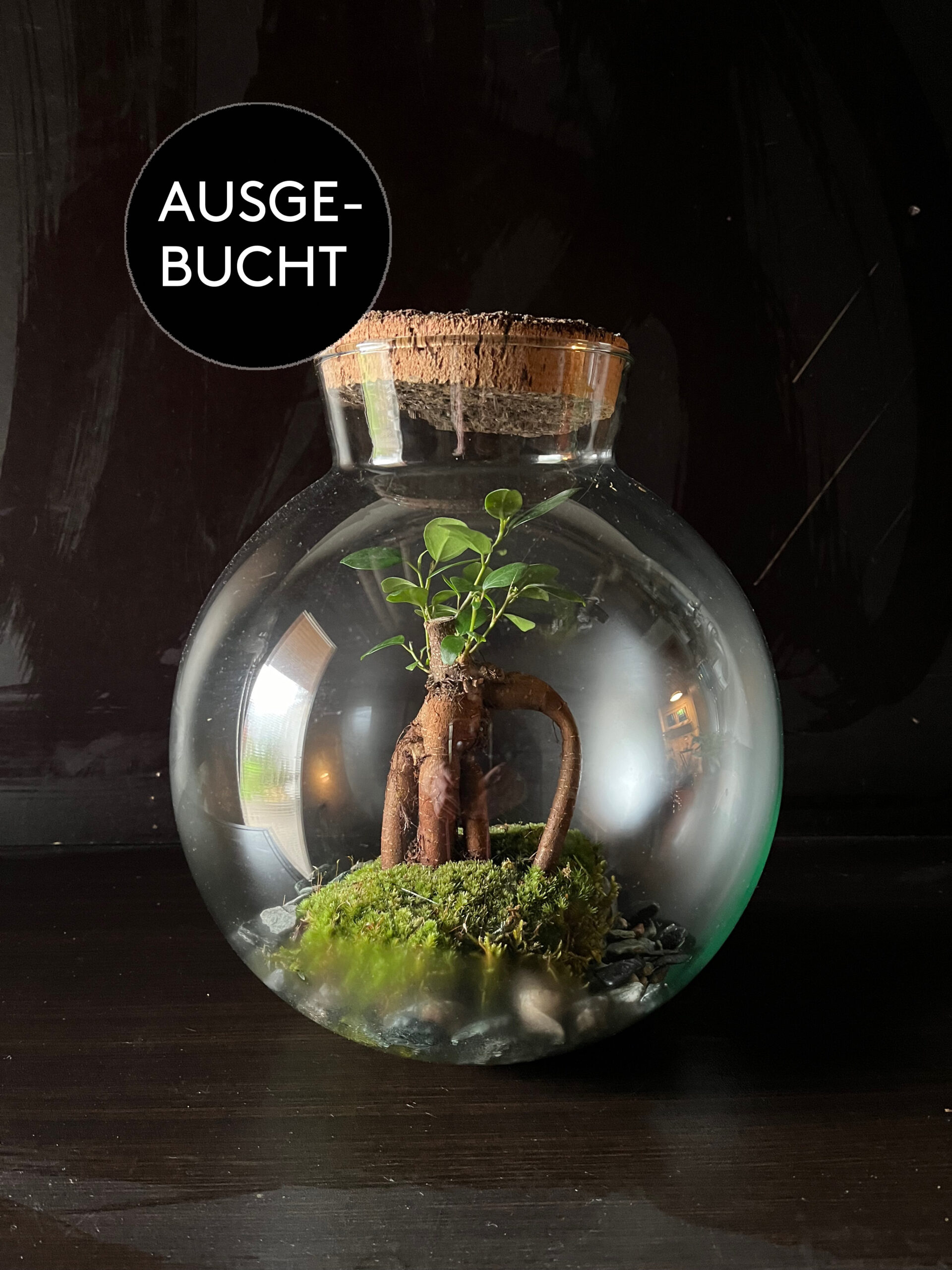 Terrarium_Ficus_01